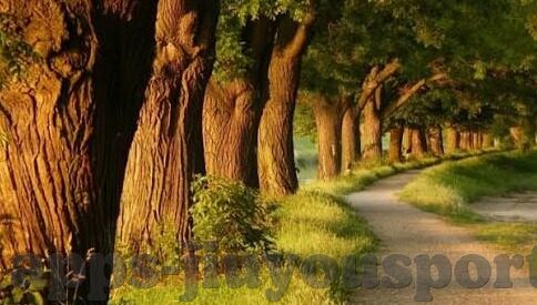 win足球探比分-Win足球探比分，解锁绿茵场上的数字密码